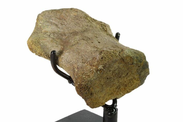 Hadrosaur (Brachylophosaur) Toe Bone - Montana #135463